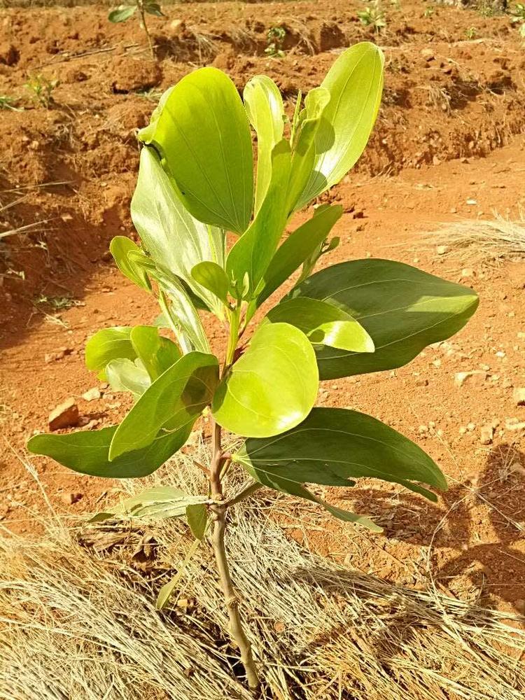 tree image