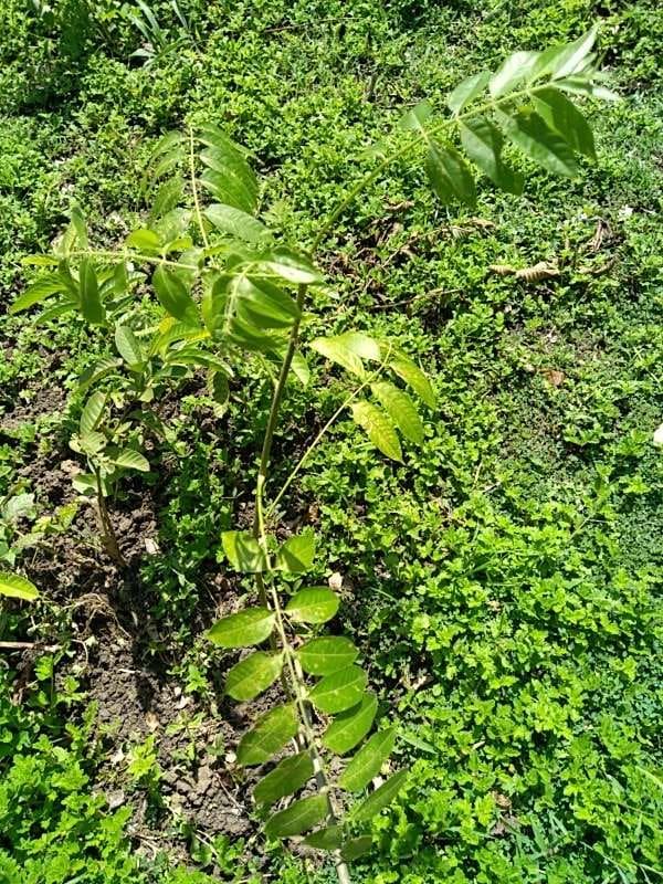 tree image