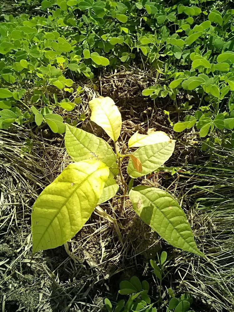 tree image