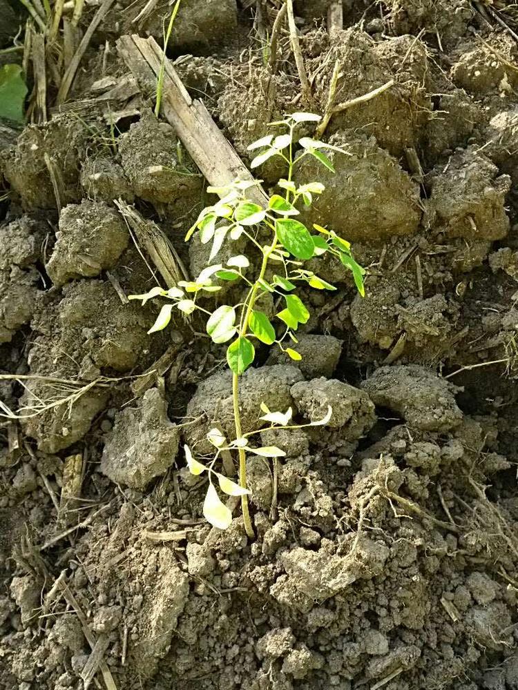 tree image