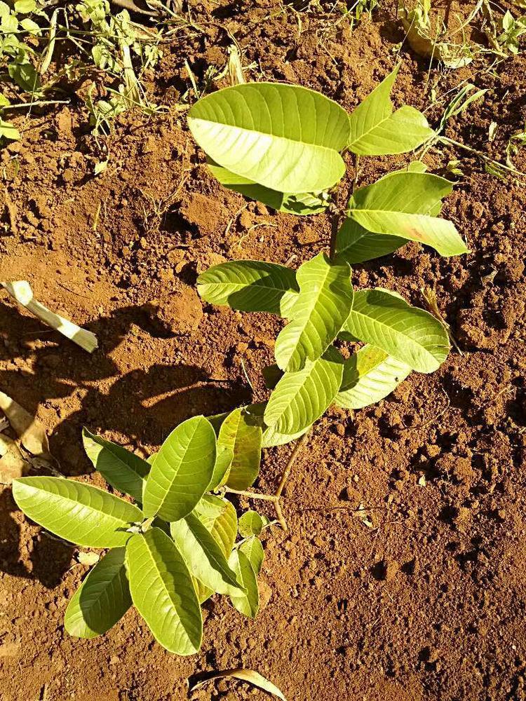 tree image