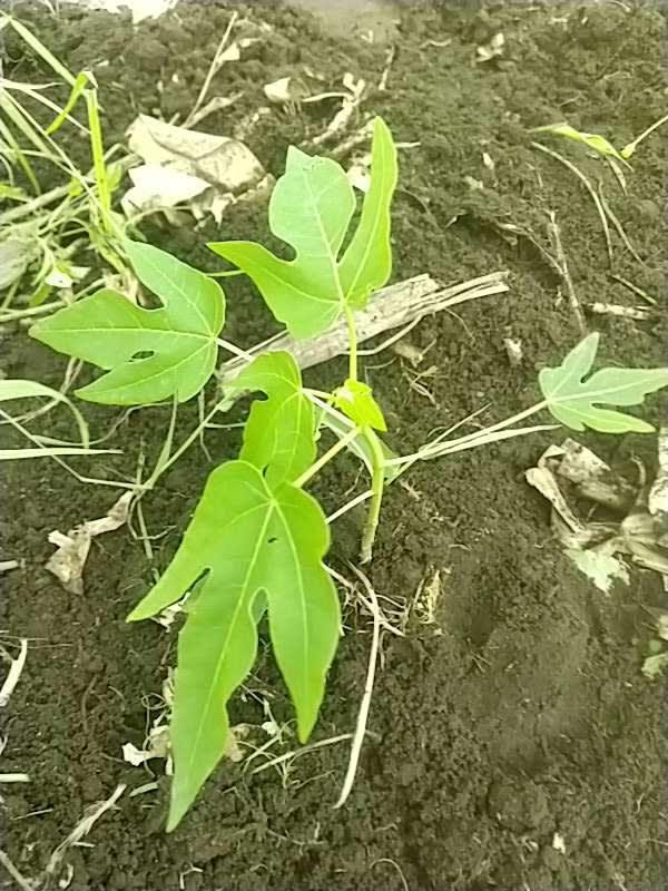 tree image