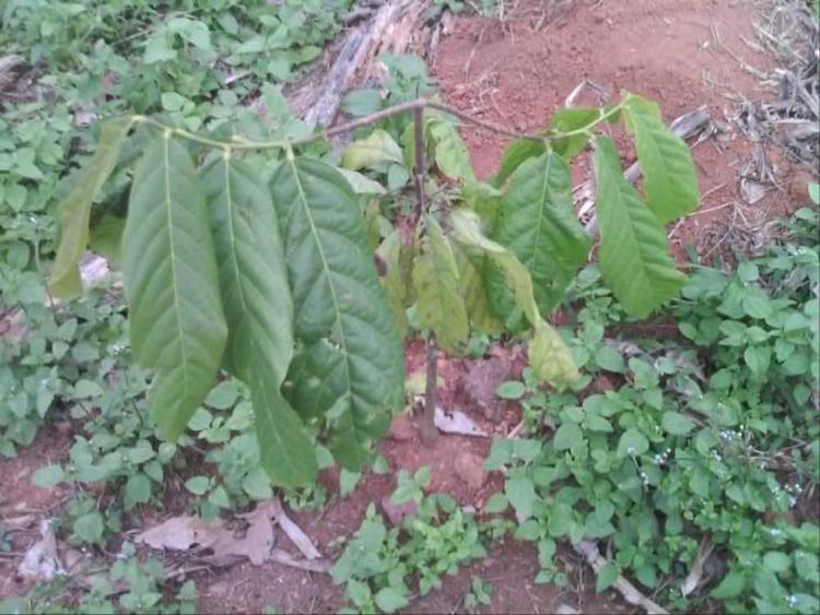 tree image