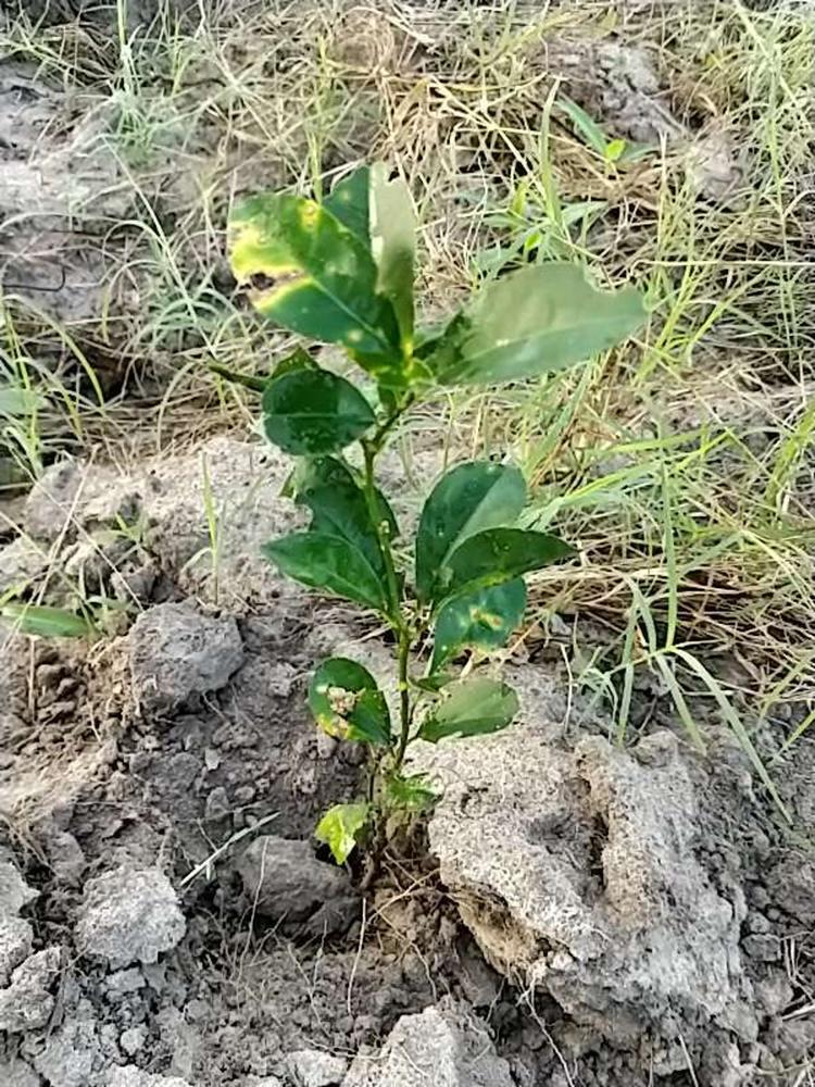 tree image