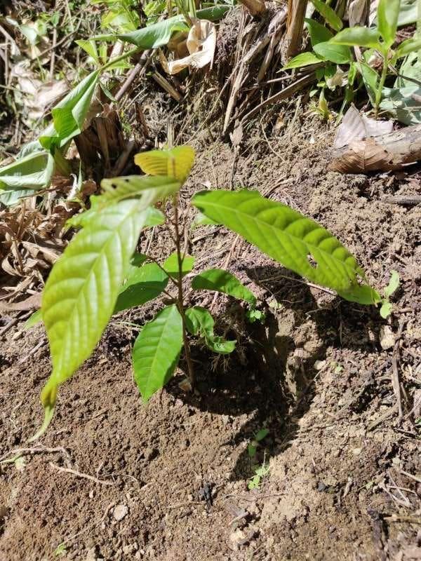 tree image