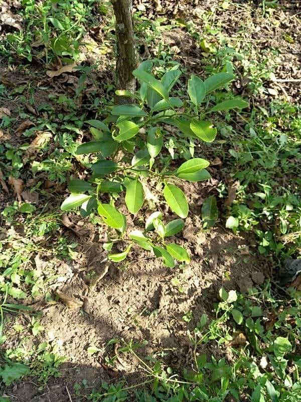 tree image