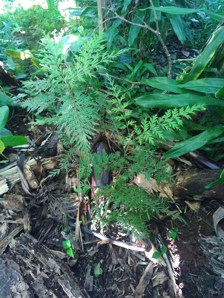 tree image