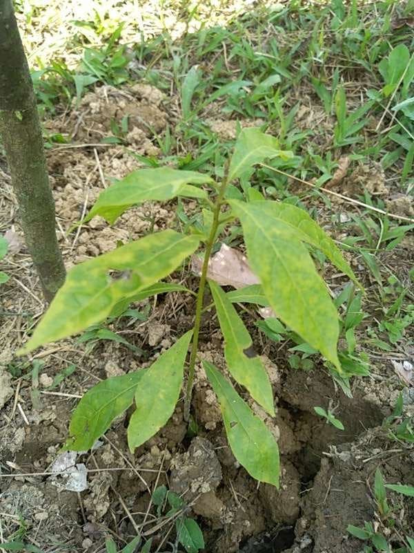 tree image