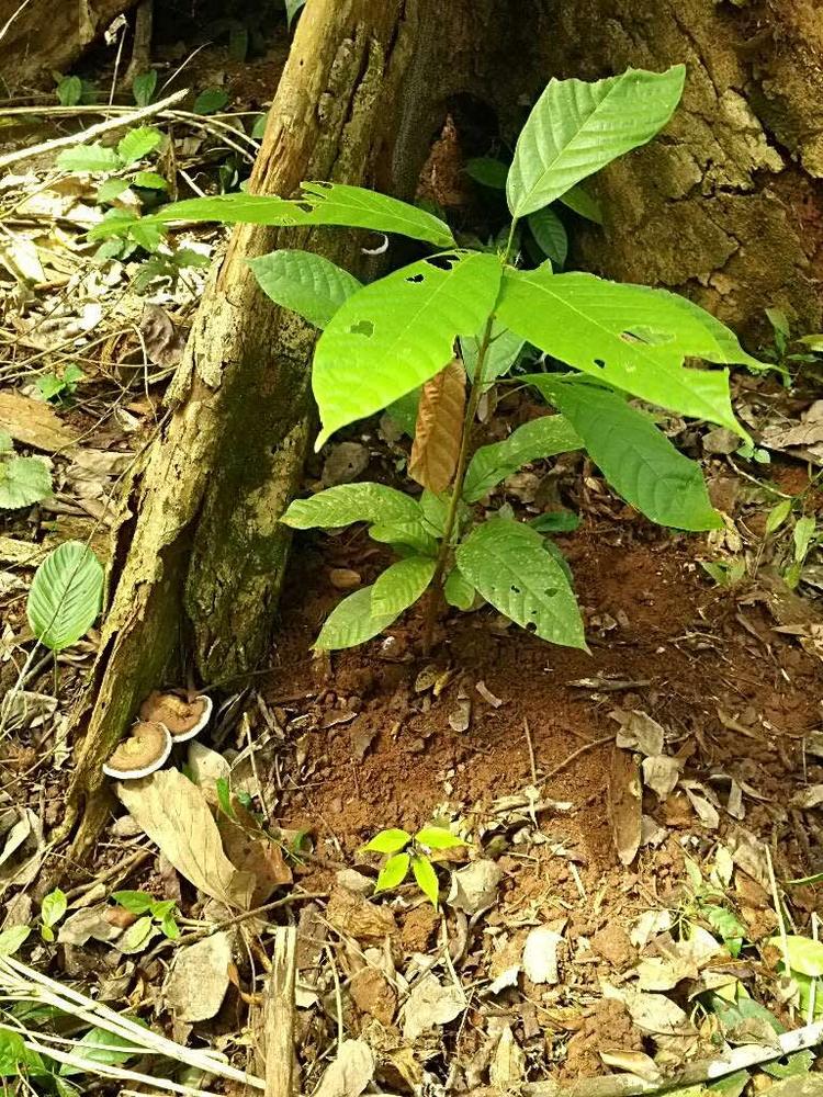 tree image