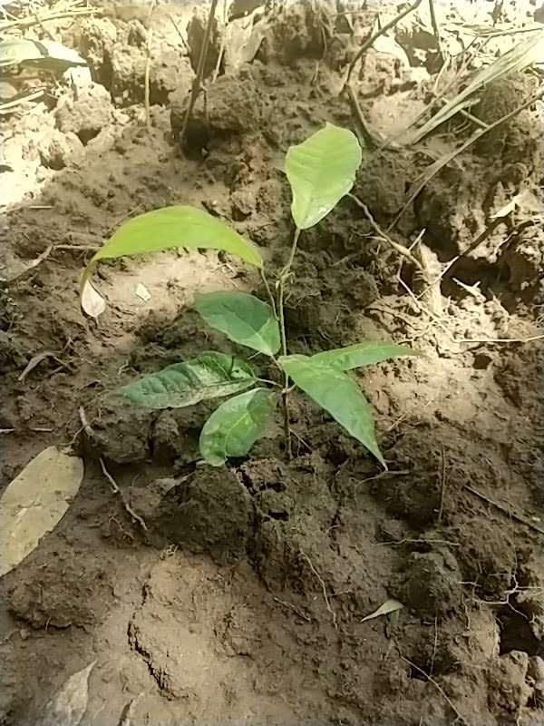 tree image