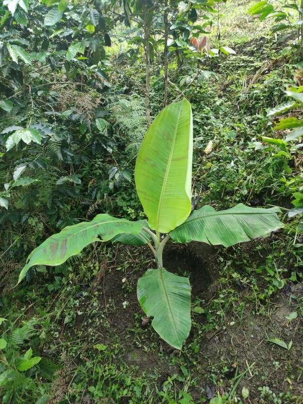 tree image
