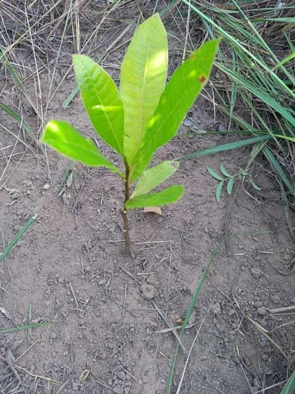 tree image