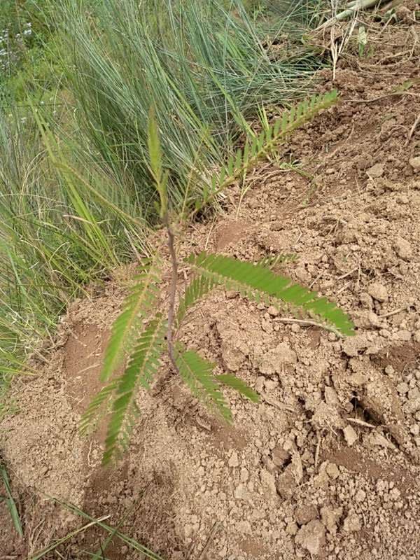 tree image