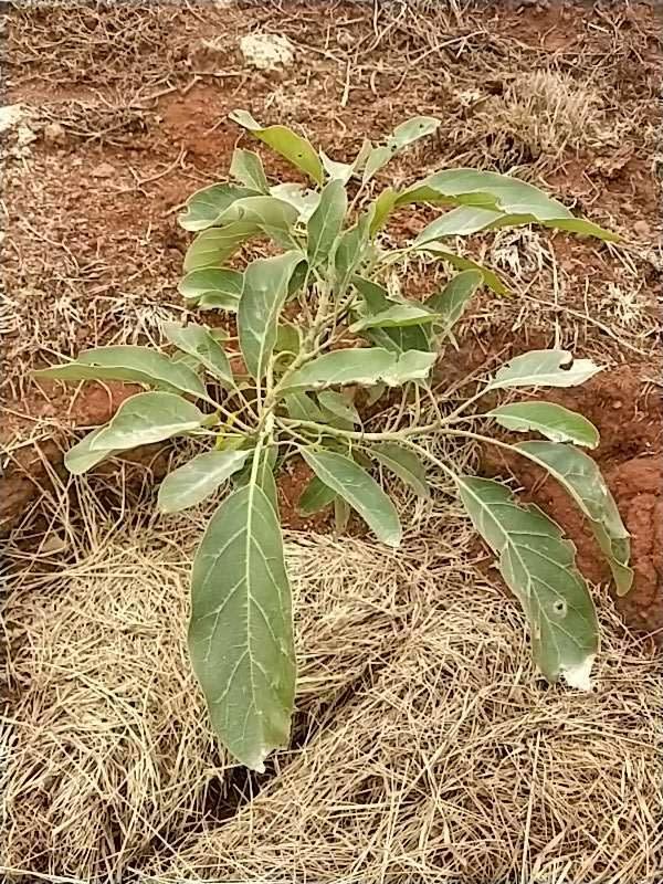 tree image