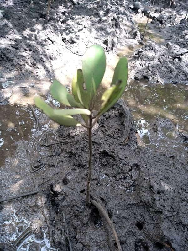 tree image