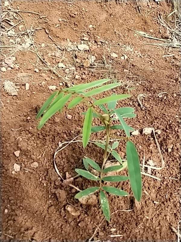tree image