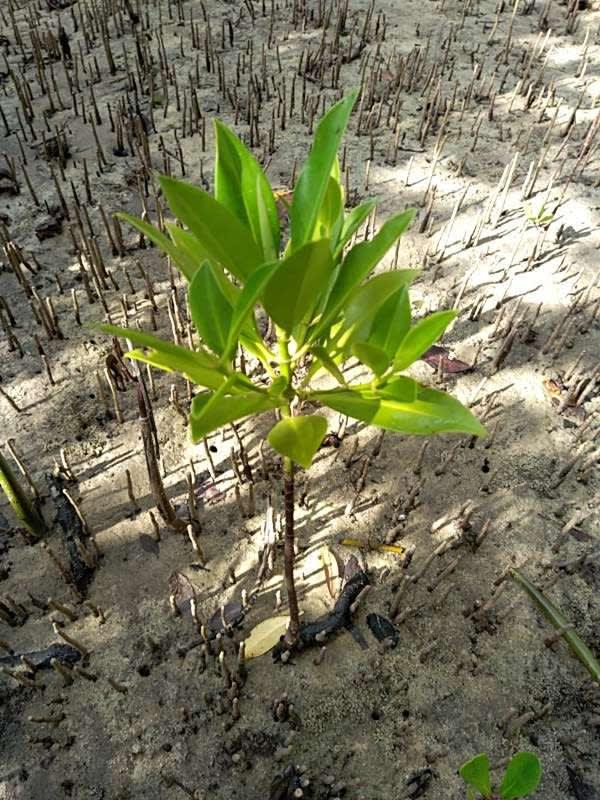 tree image