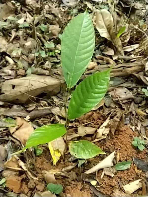 tree image