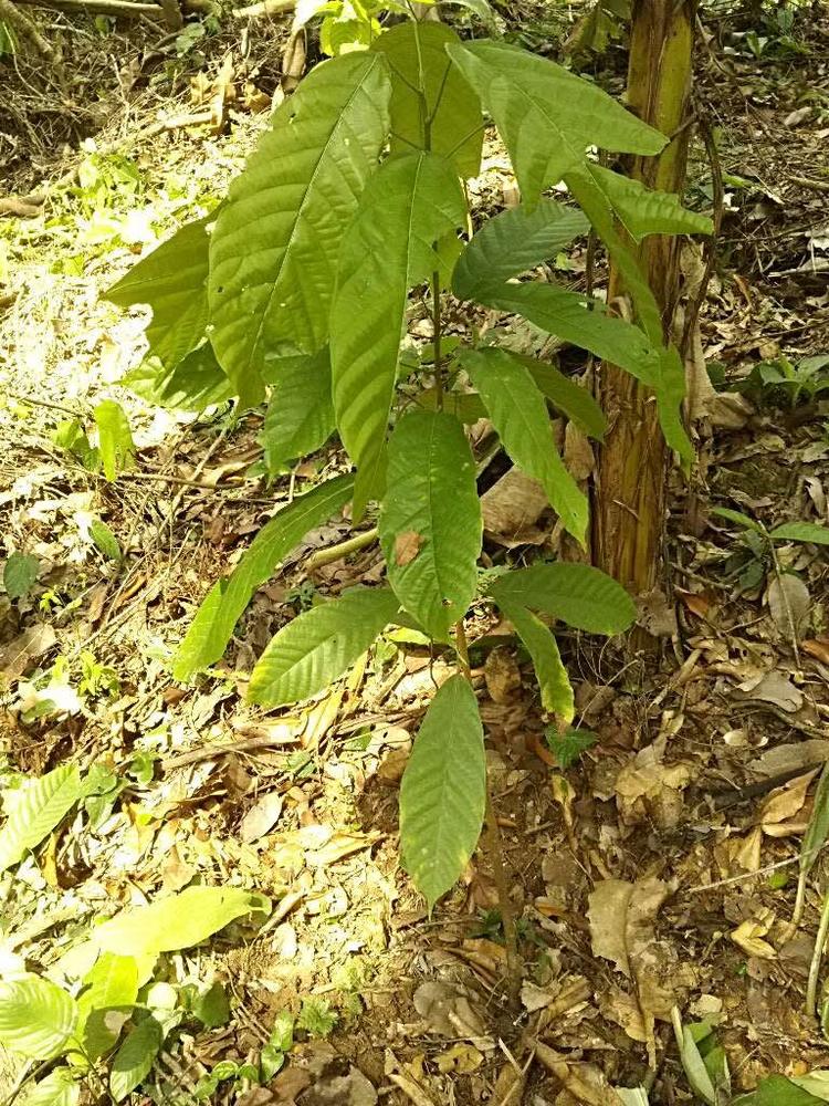 tree image