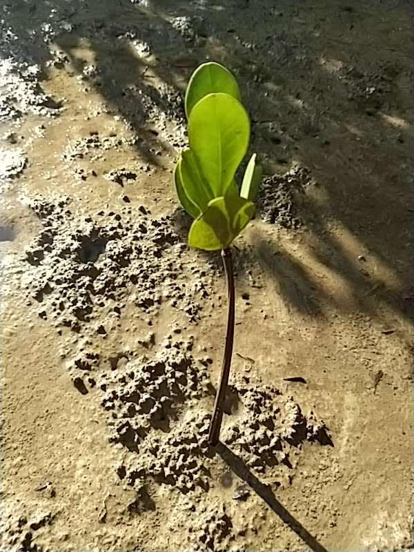 tree image
