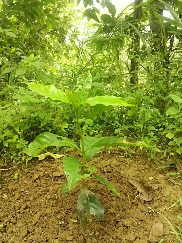 tree image