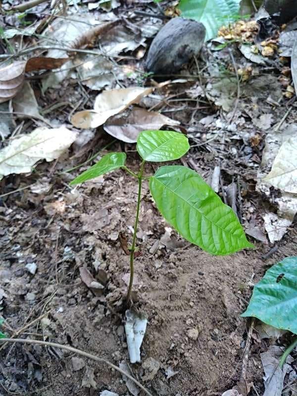 tree image