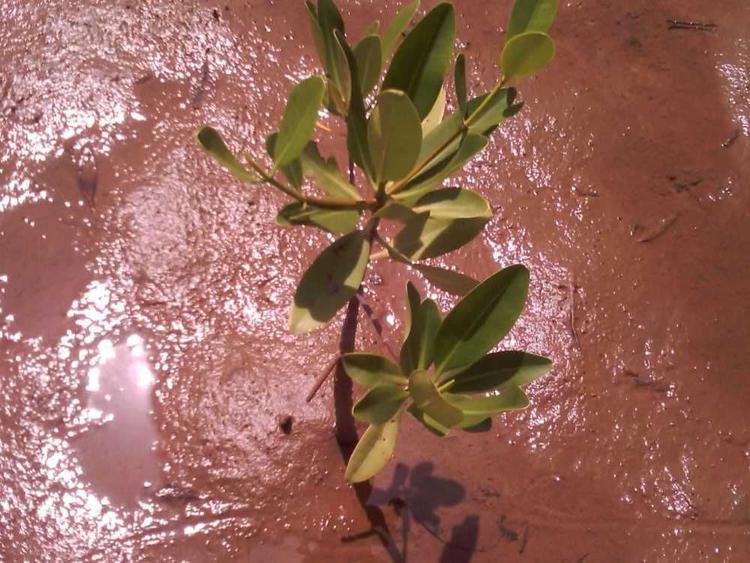 tree image