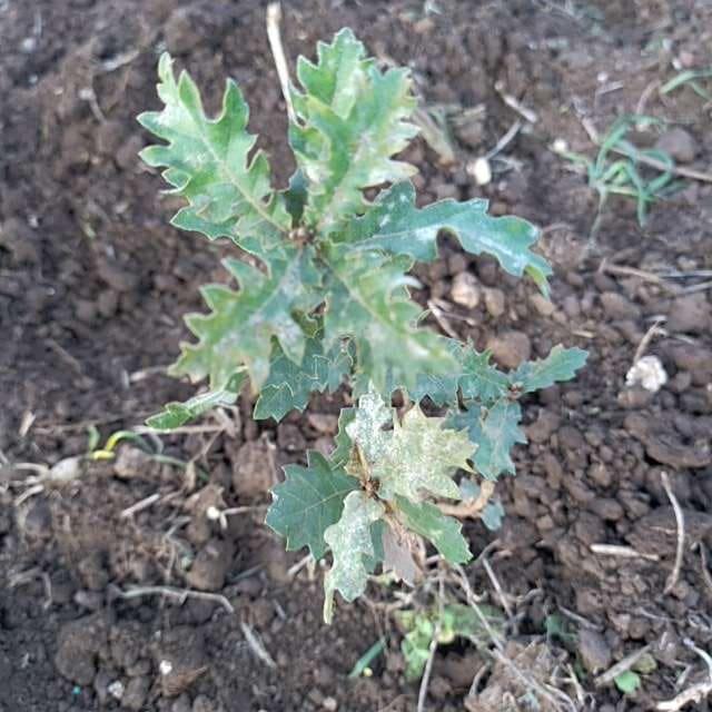 tree image