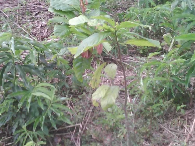 tree image