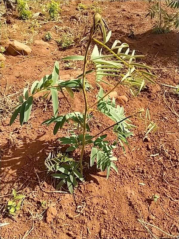 tree image
