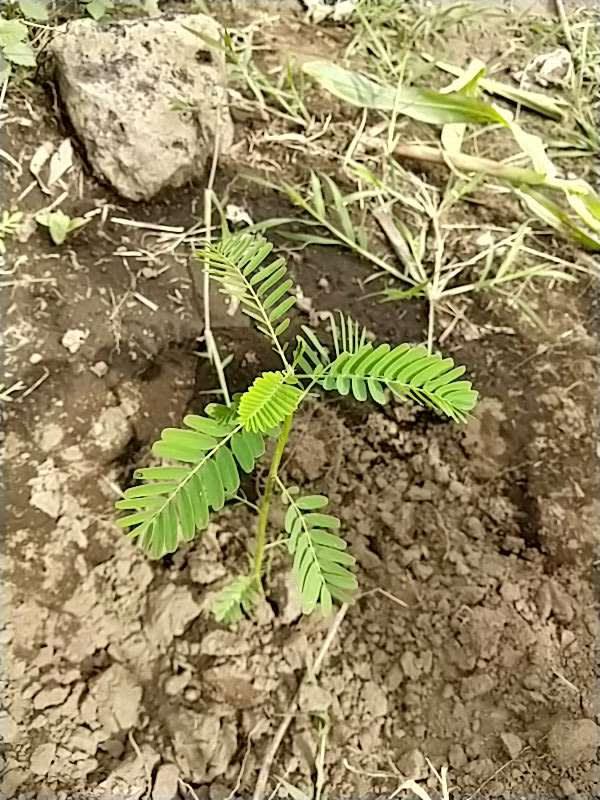 tree image