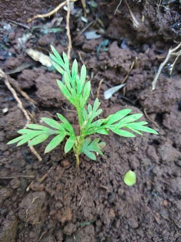 tree image