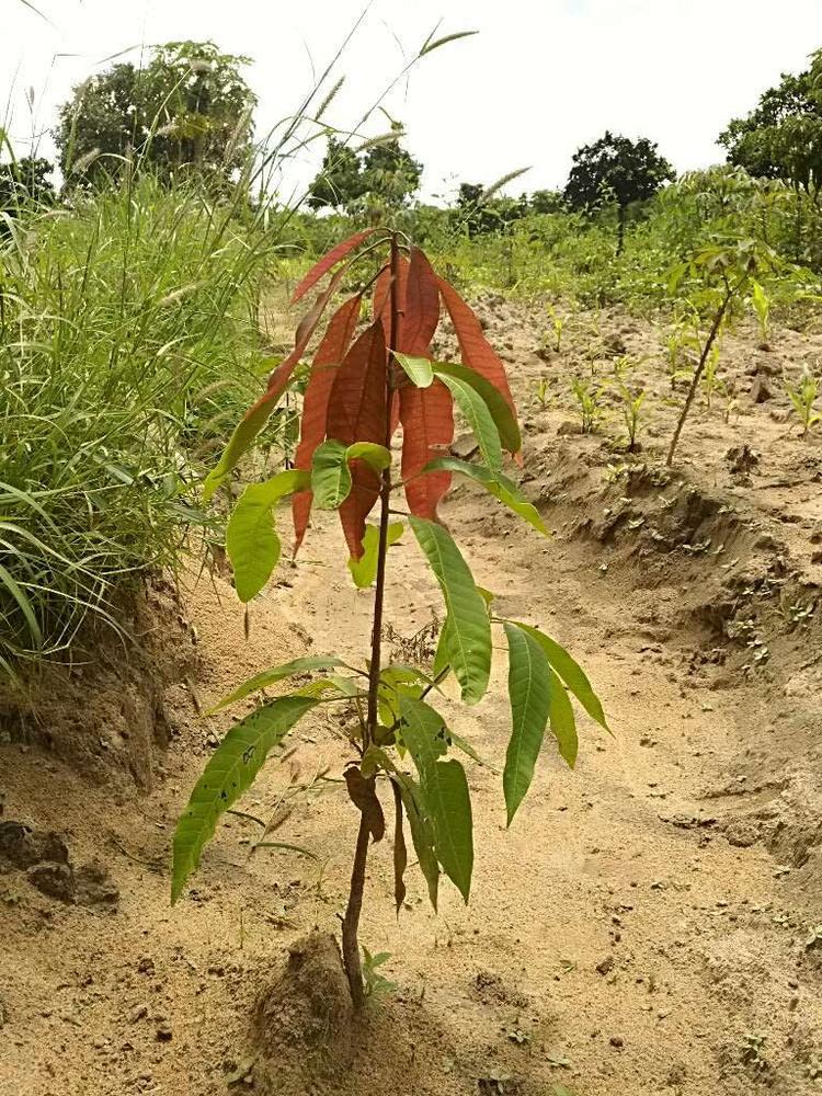 tree image
