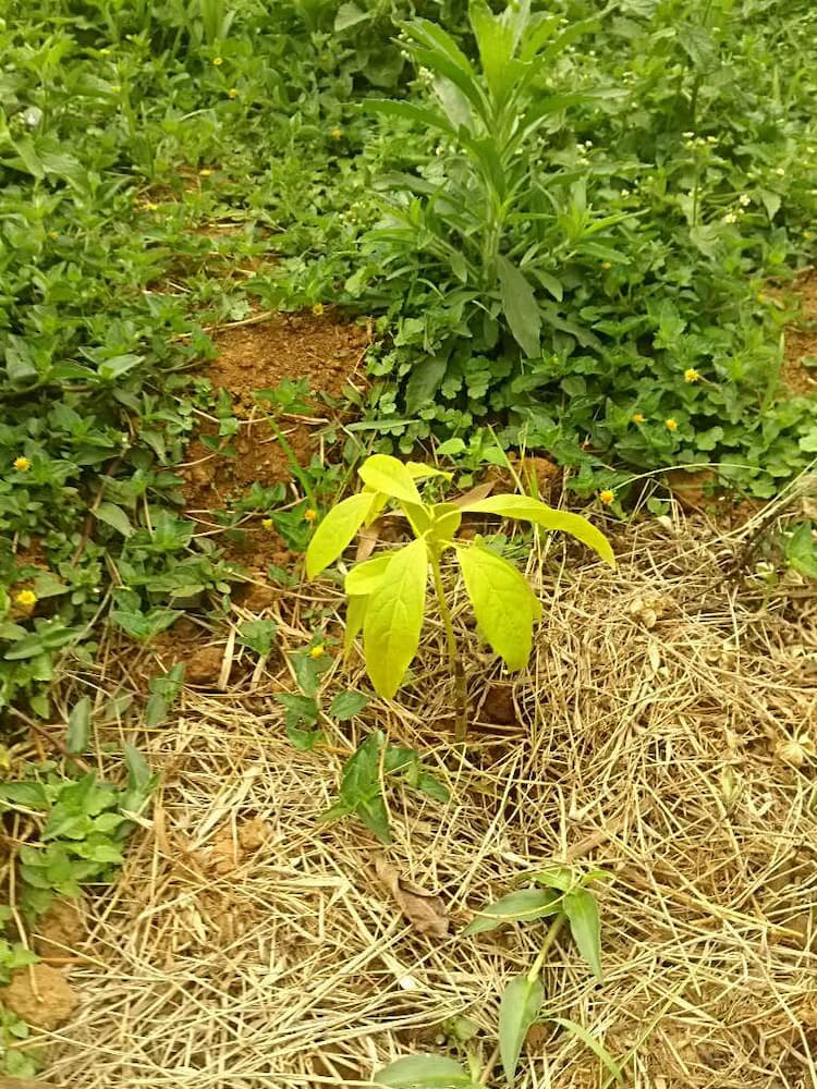 tree image