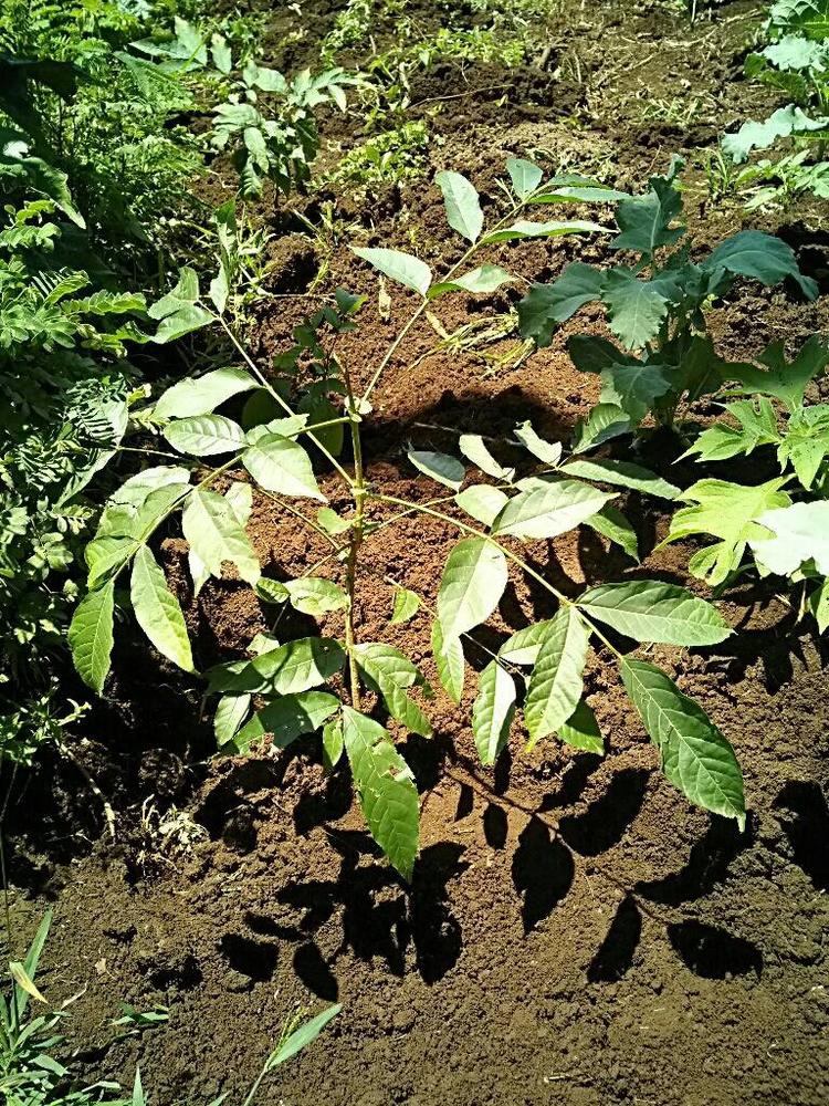 tree image