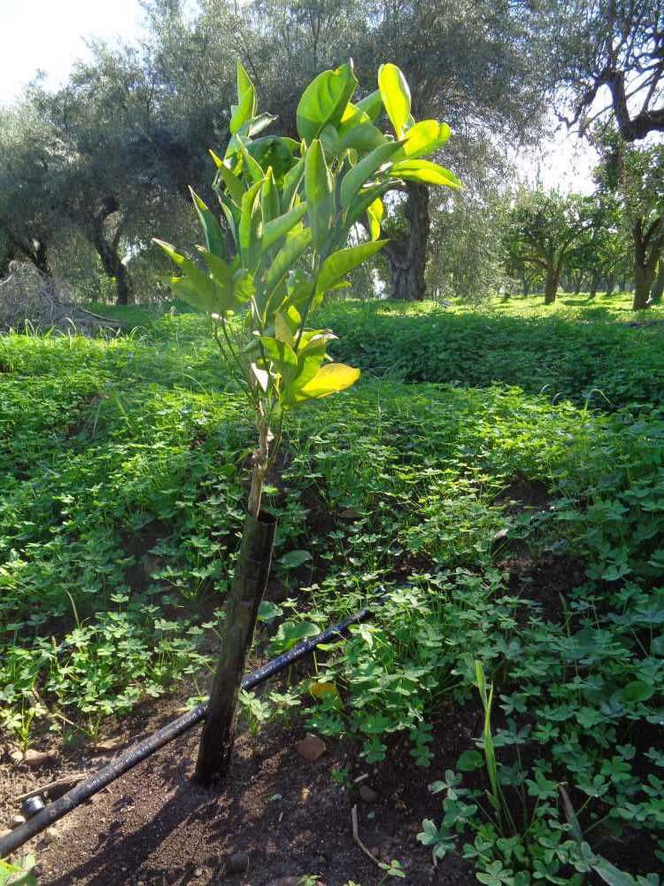 tree image