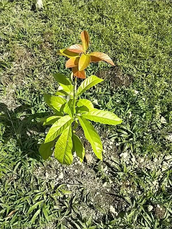 tree image