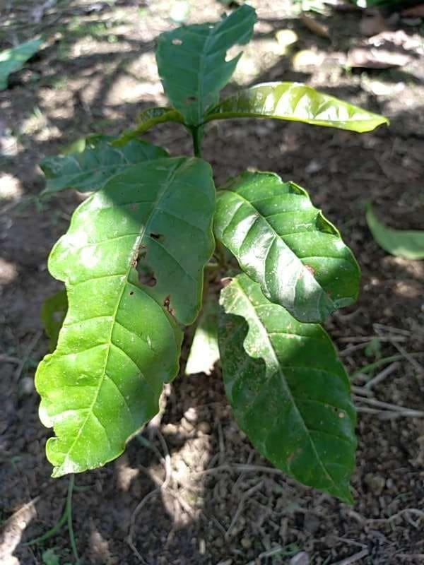 tree image