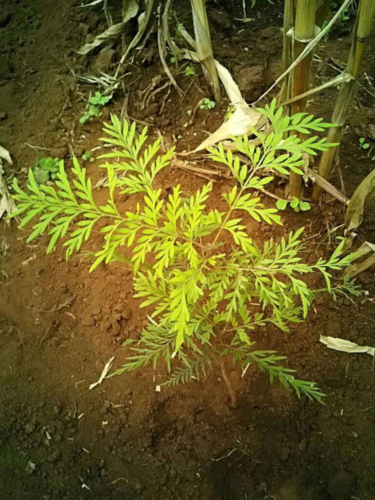 tree image