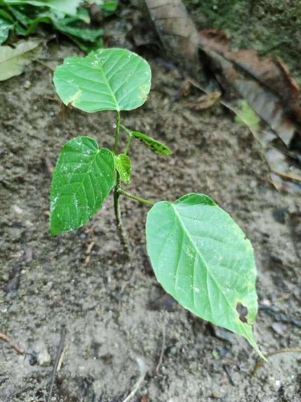 tree image