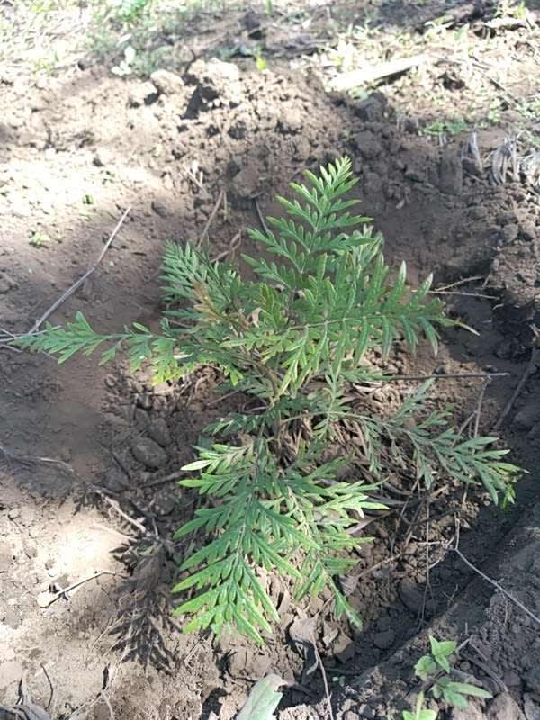tree image