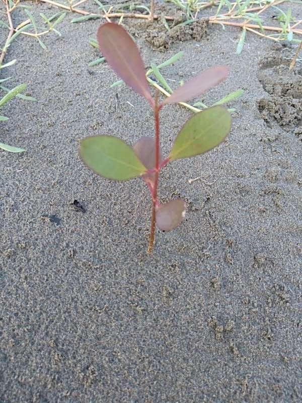 tree image