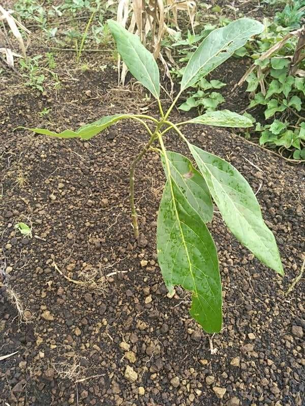tree image