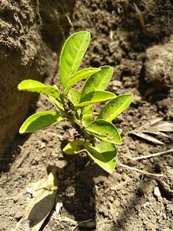 tree image