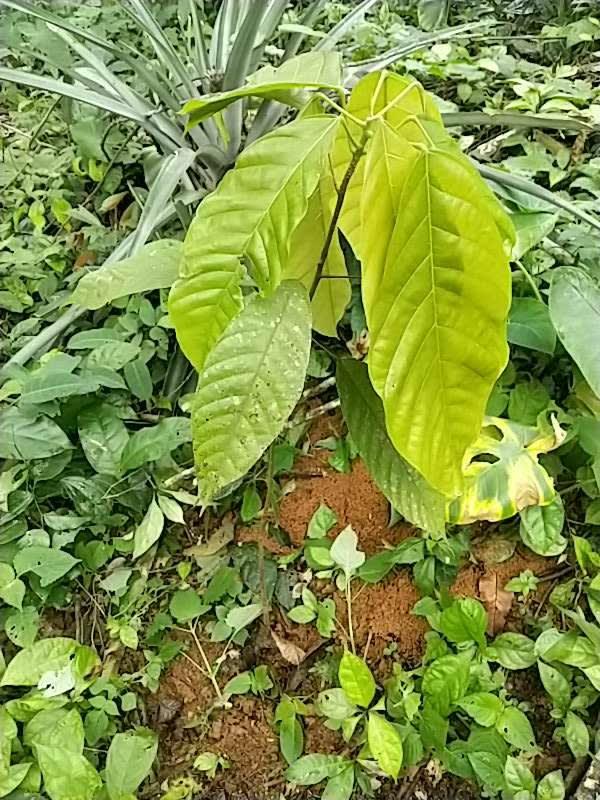 tree image