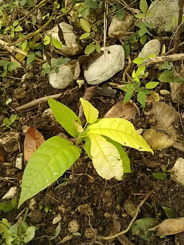 tree image