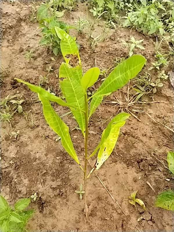 tree image