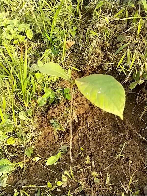 tree image