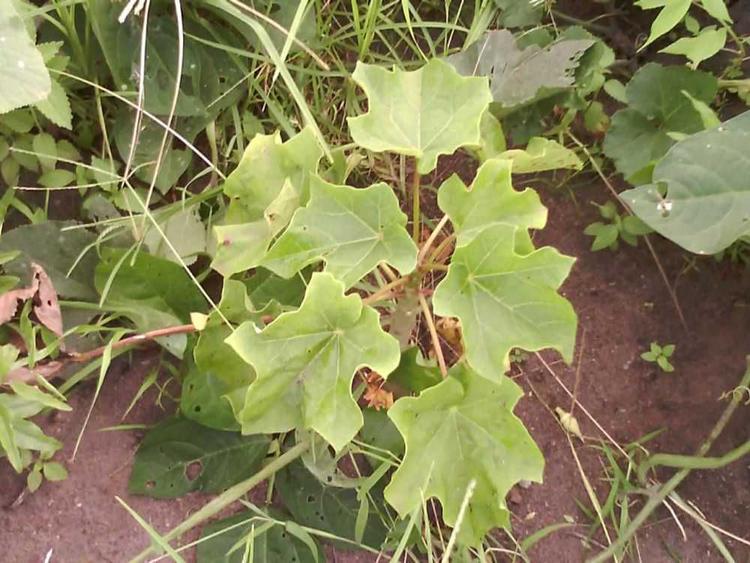 tree image