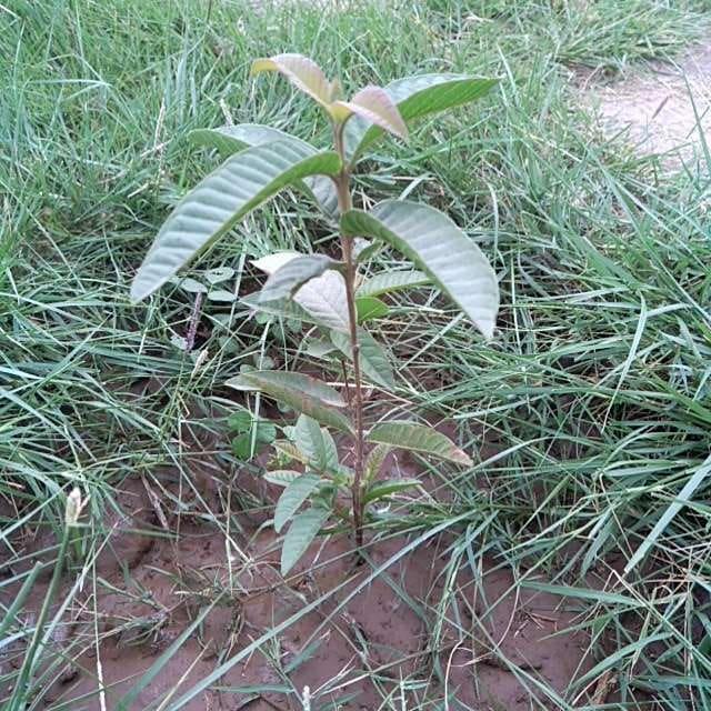 tree image